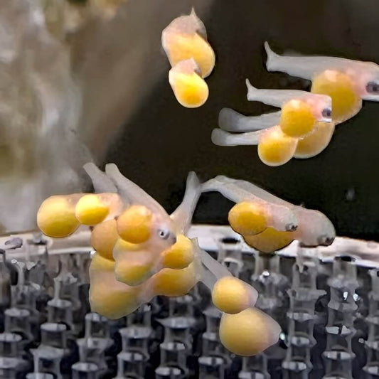 Newly hatched fish eggs swimming around.