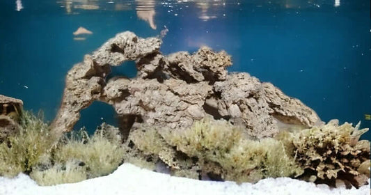 Display of an Aquarium Reef inside a fish tank