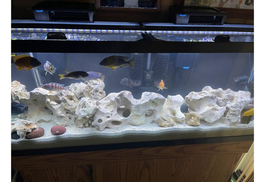 How to set up a Fish Tank with photos