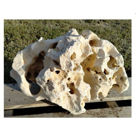 A white Texas Holey Rock for Cichlid Fish on display