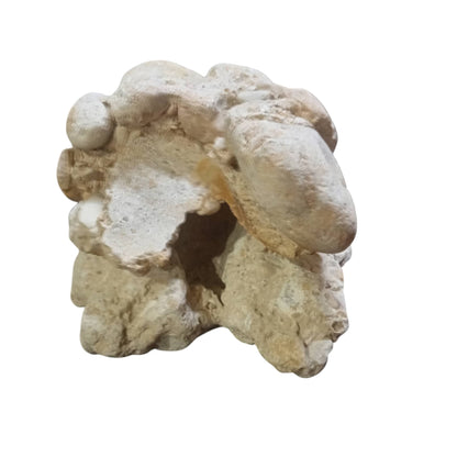 The front view of a 6 inch cave rock on display