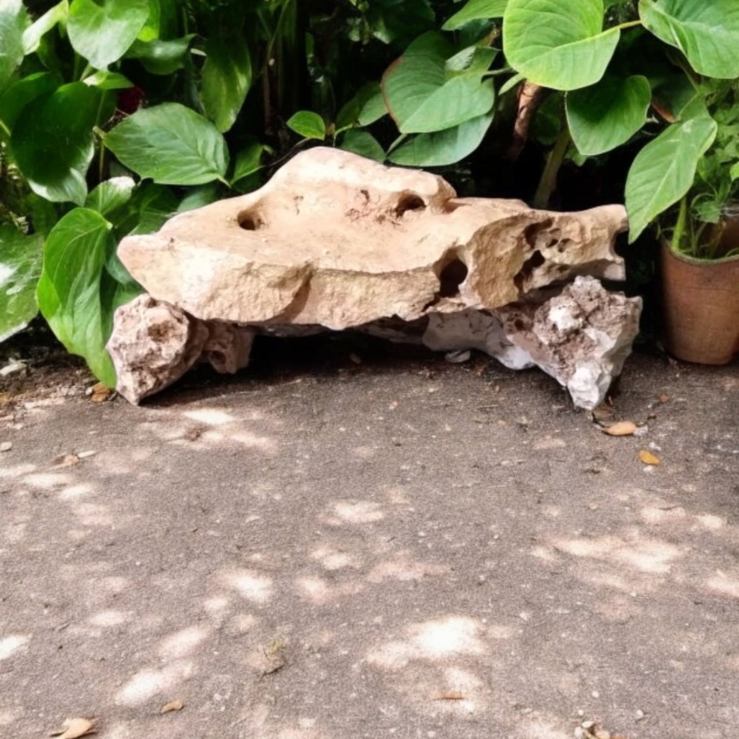 A ave rock for fish and reptiles on display