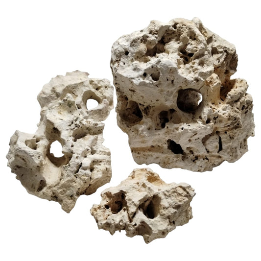 20 pounds of white Texas Holey Rock on display