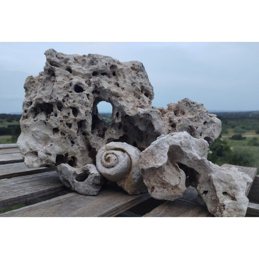 A display of fossil shells and Texas Holey Rock for Aquariums