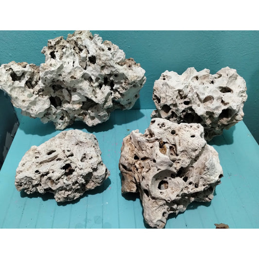 40 pounds of Texas Holey Rock on display